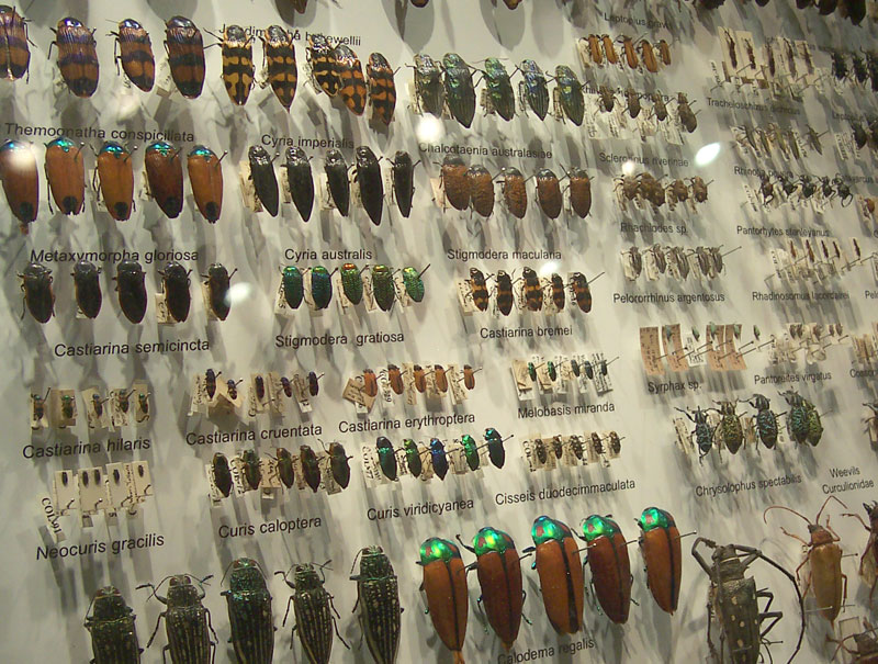 Staged and Classified Beetle Collection, (Credit: Fir0002, Wikipedia)